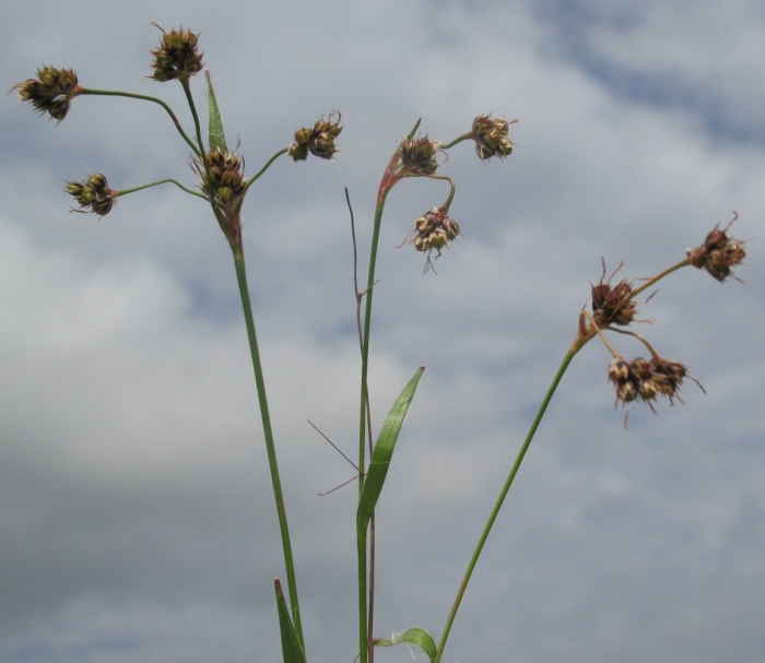 Bolboschoenus maritimus