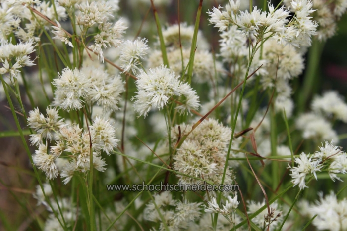 Ожика снежная luzula nivea