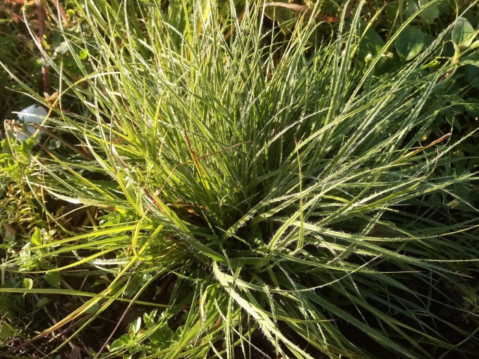 Осока волосистая