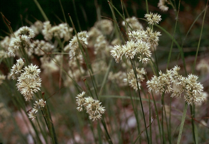 Ожика снежно-белая (luzula nivea)