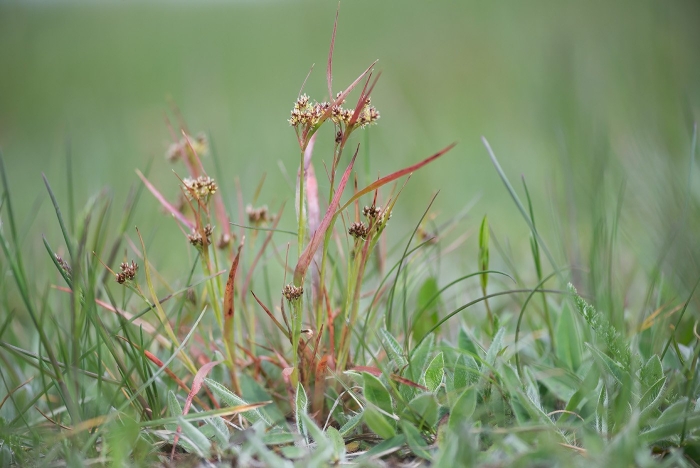 Ожика сибирская
