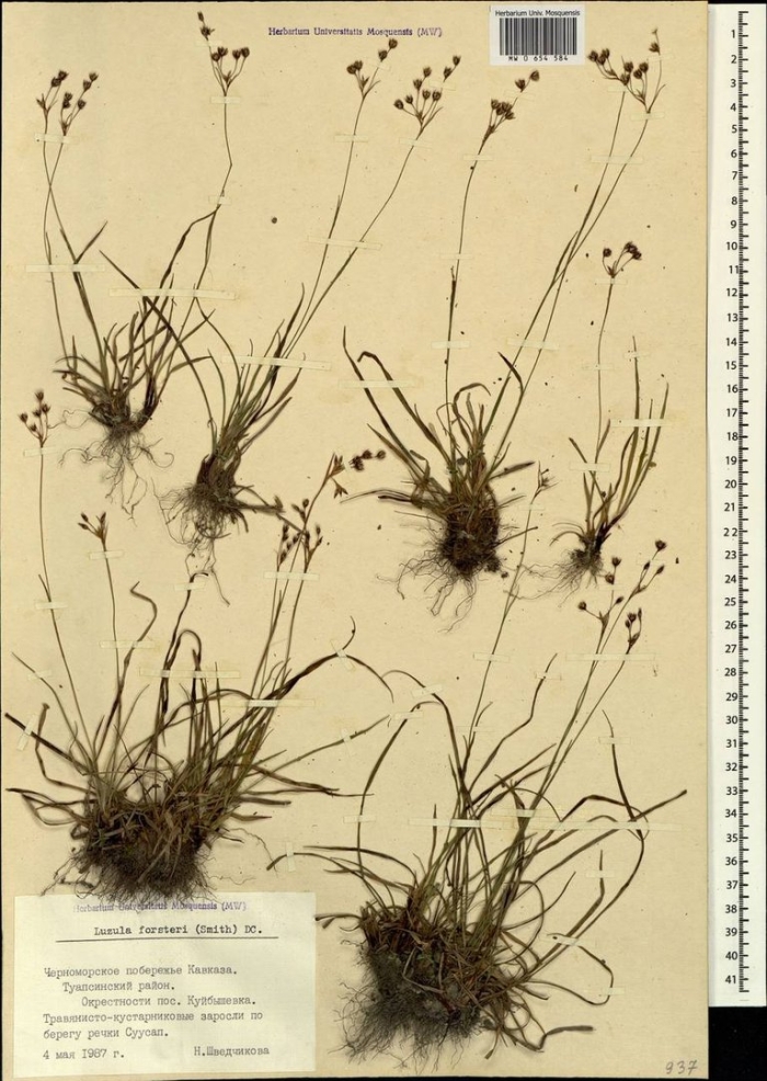 Ситник мечелистный (juncus ensifolius)