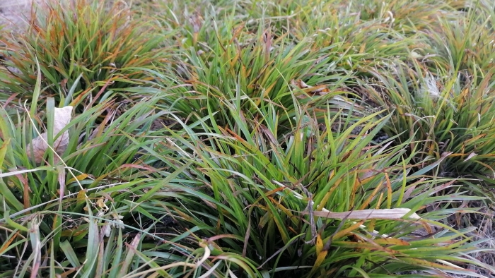 Carex morrowii variegata