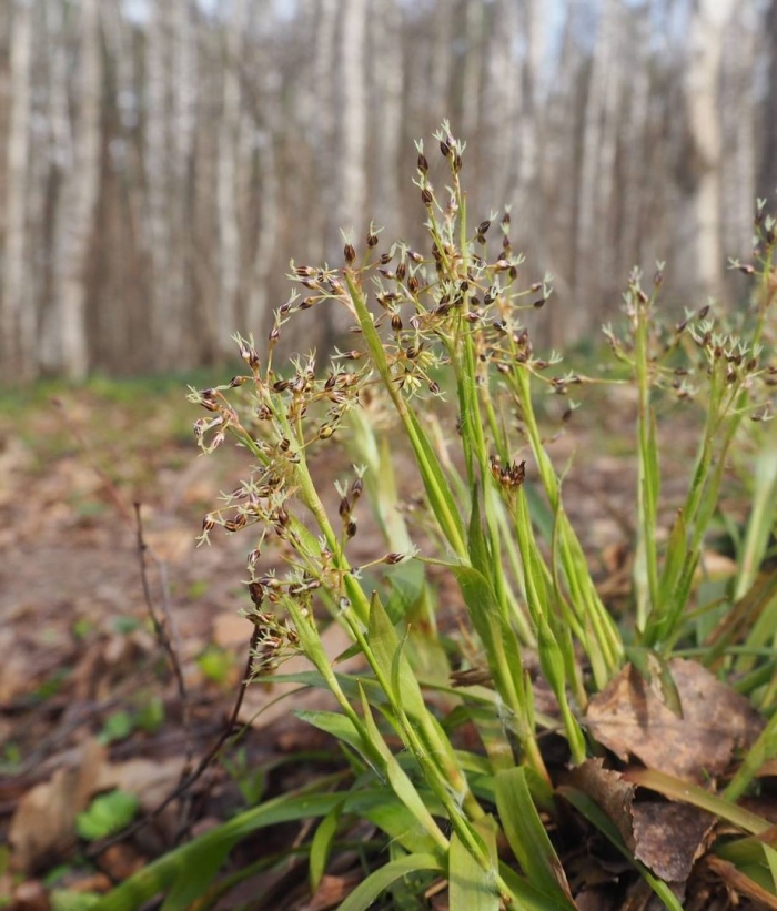 Ожика волосистая