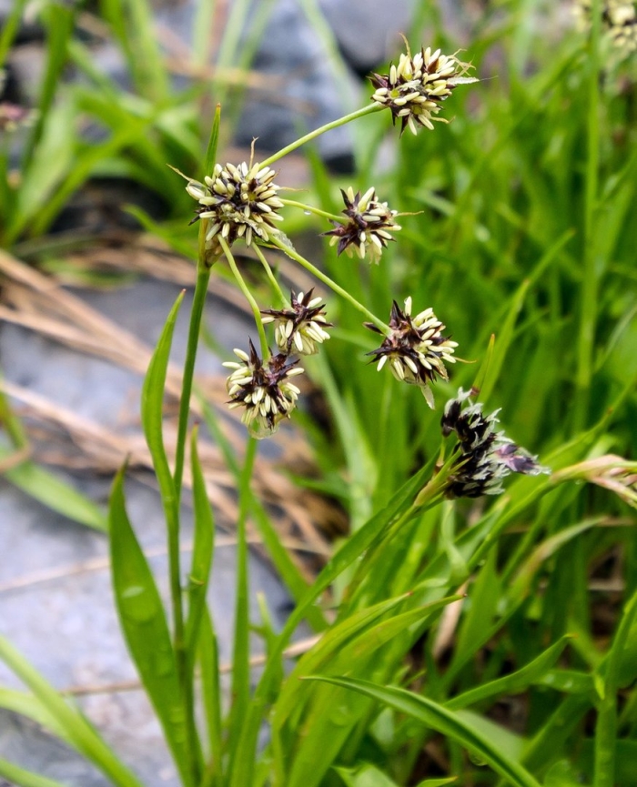 Cyperus glomeratus