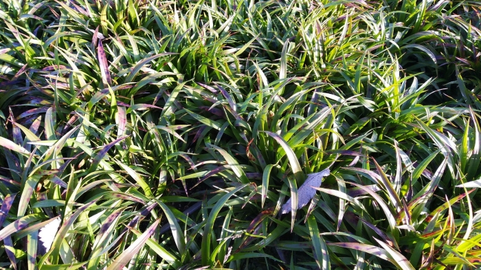 Ожика волосистая игель