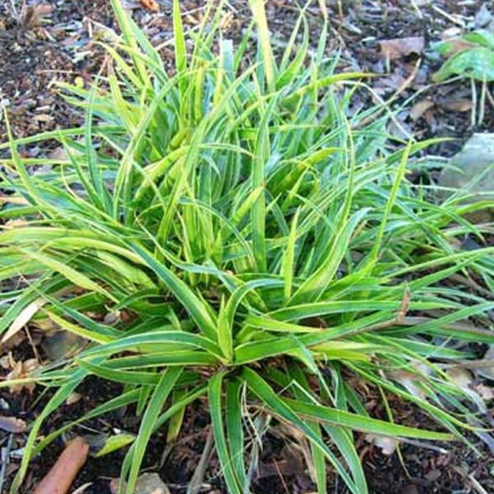 Осока морроу вариегата