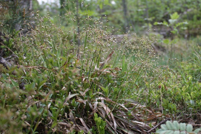 Бриза трясунка