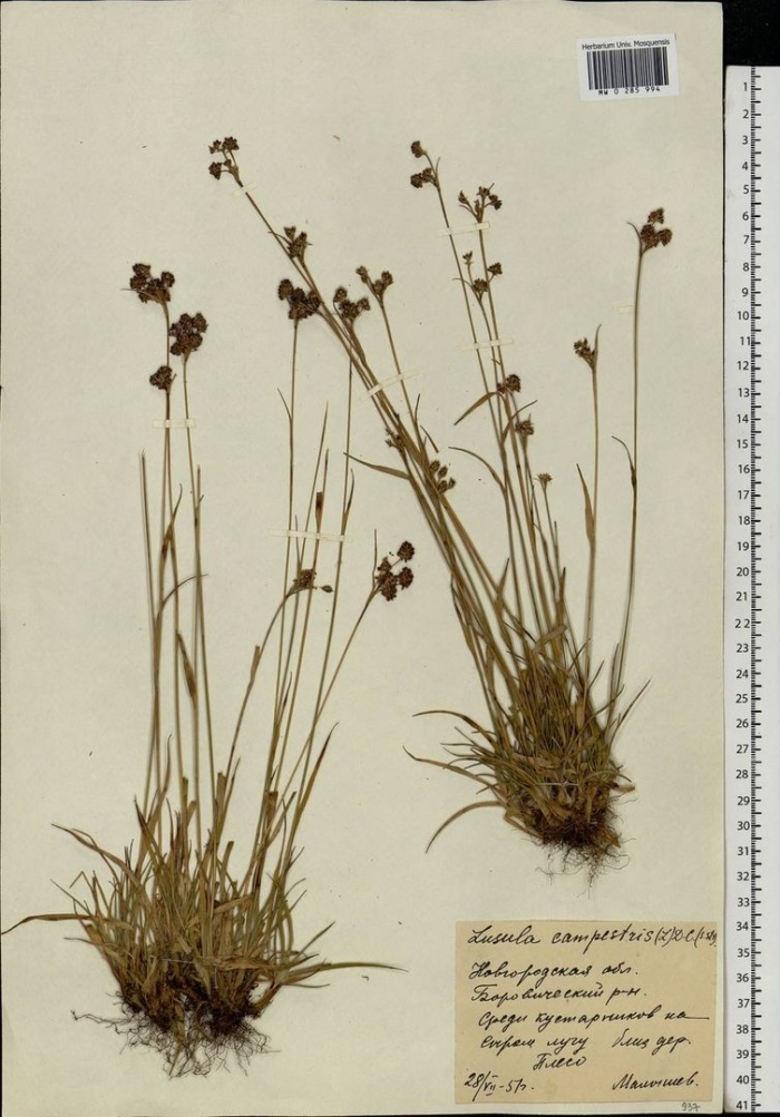 Ситник сплюснутый juncus compressus