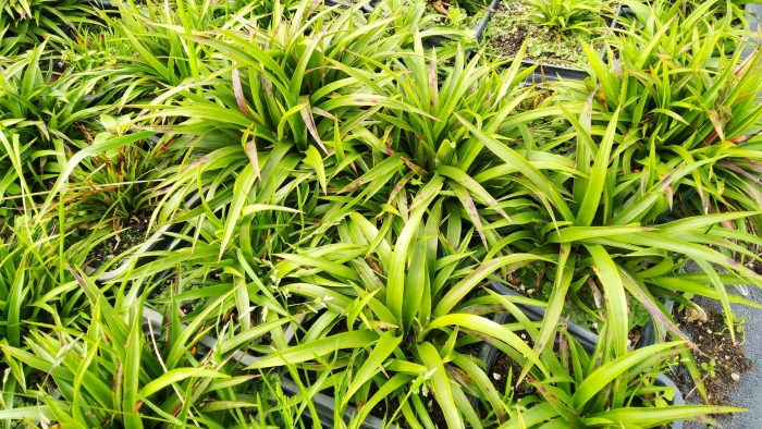 Осока пальмолистная carex muskingumensis