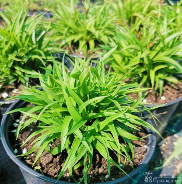 Осока ржавопятнистая вариегата