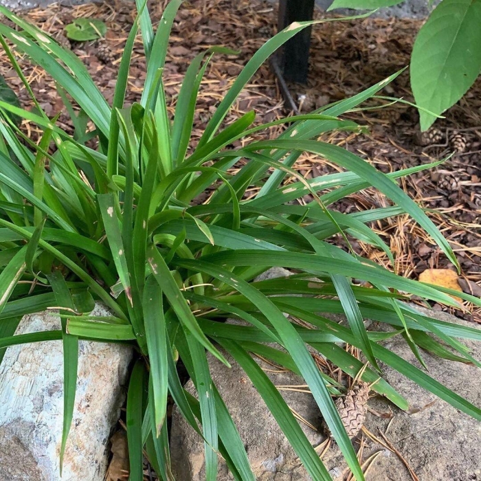 Осока подорожниковая вариегата