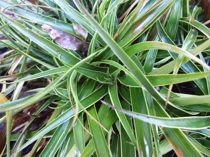 Chlorophytum comosum