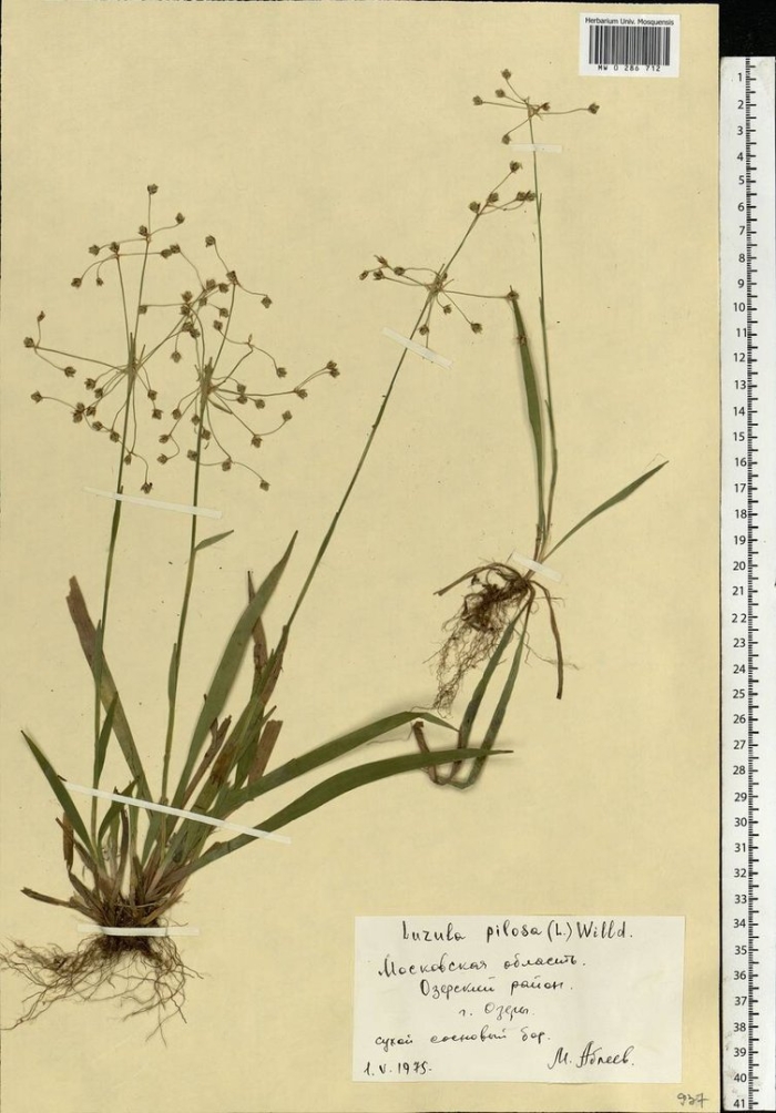 Ожика волосистая (luzula pilosa)