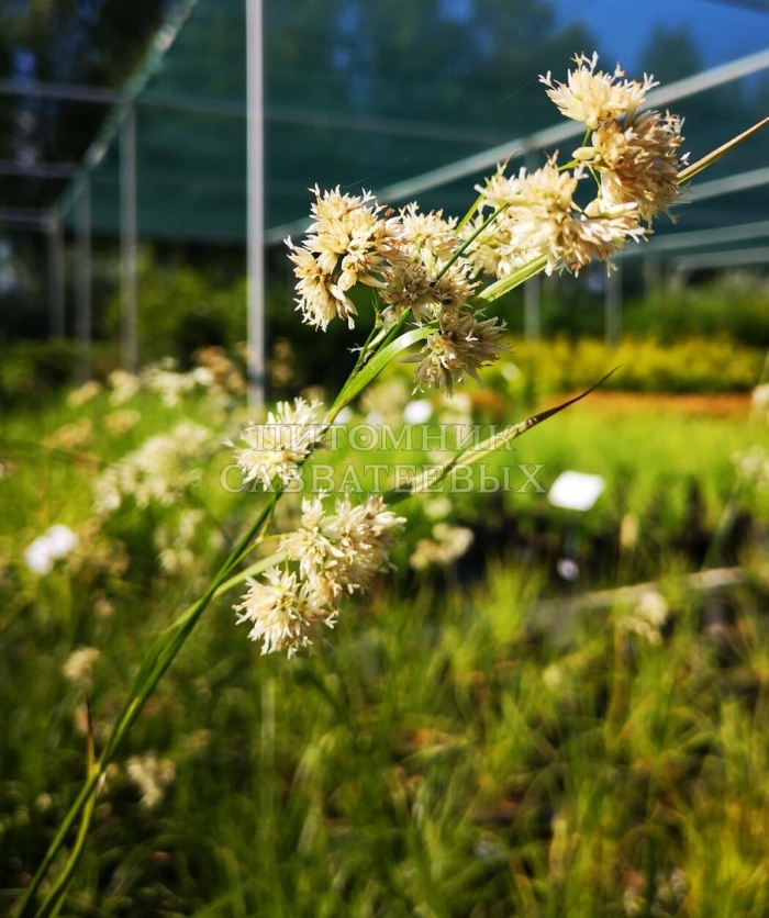 Ожика снежно-белая (luzula nivea)