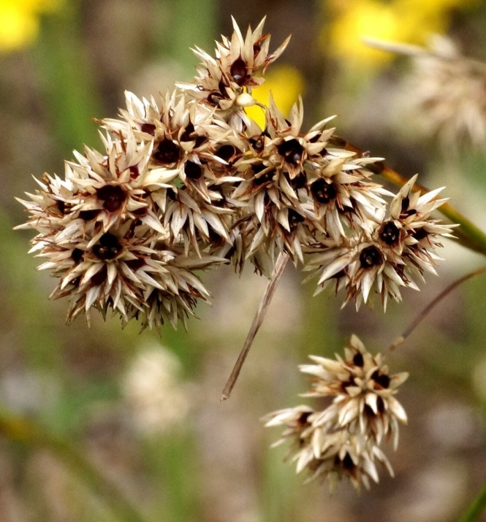 Сухие растения