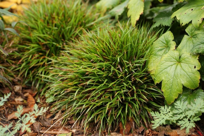 Ожика волосистая (luzula pilosa)