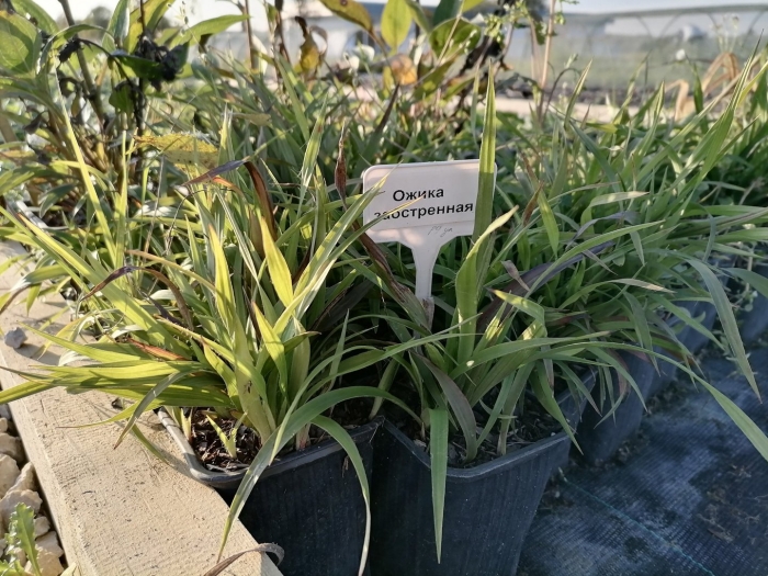 Ожика лесная starmaker