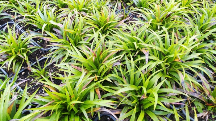 Ожика волосистая игель