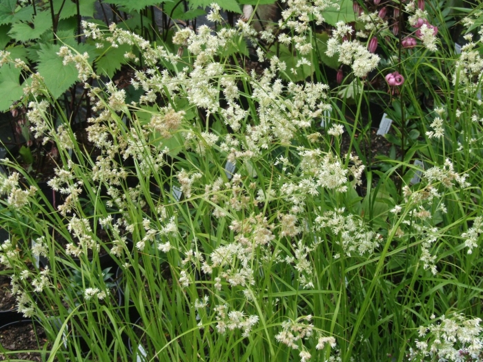 Ожика снежно-белая (luzula nivea)