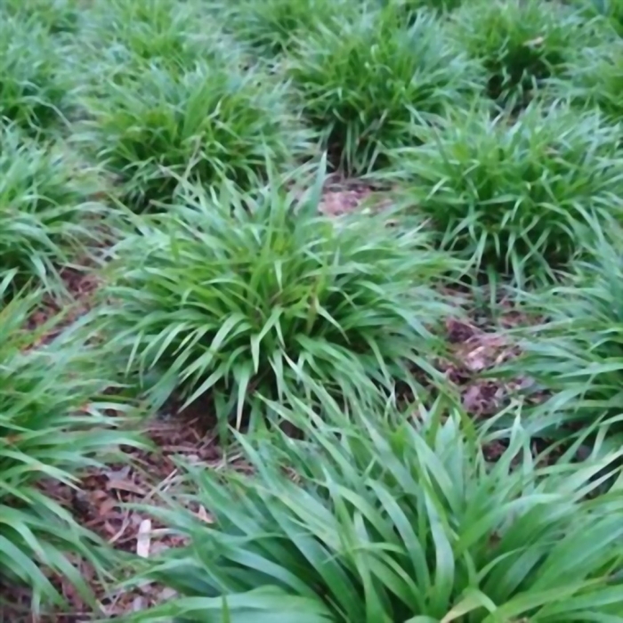 Ожика лесная