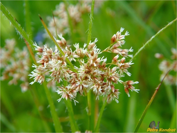 Juncus articulatus