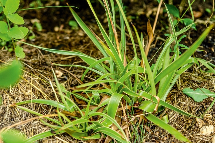 Осока морроу 'variegata'