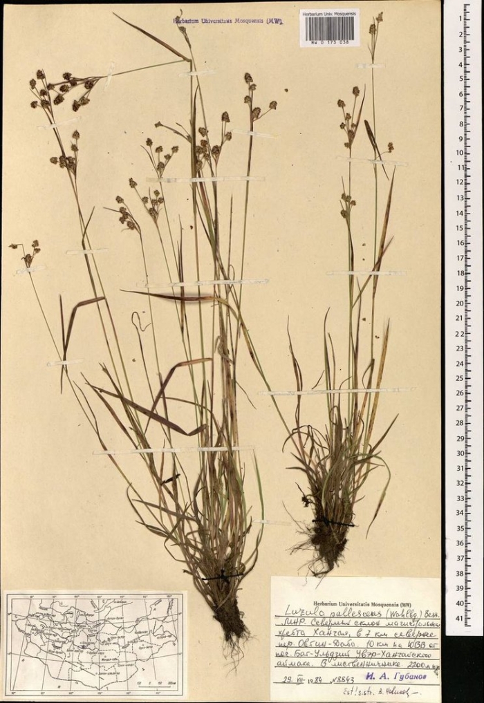 Ожика бледноватая