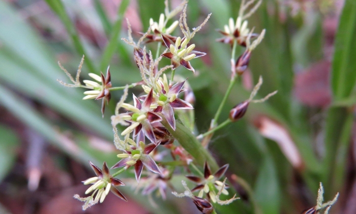 Ожика волосистая (luzula pilosa)