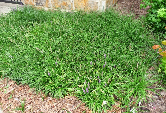 Liriope graminifolia
