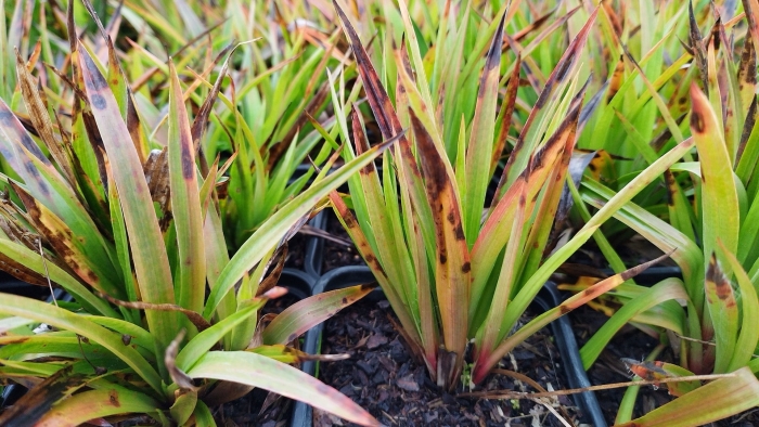 Дикие травы