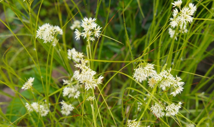Ожика снежно-белая (luzula nivea)