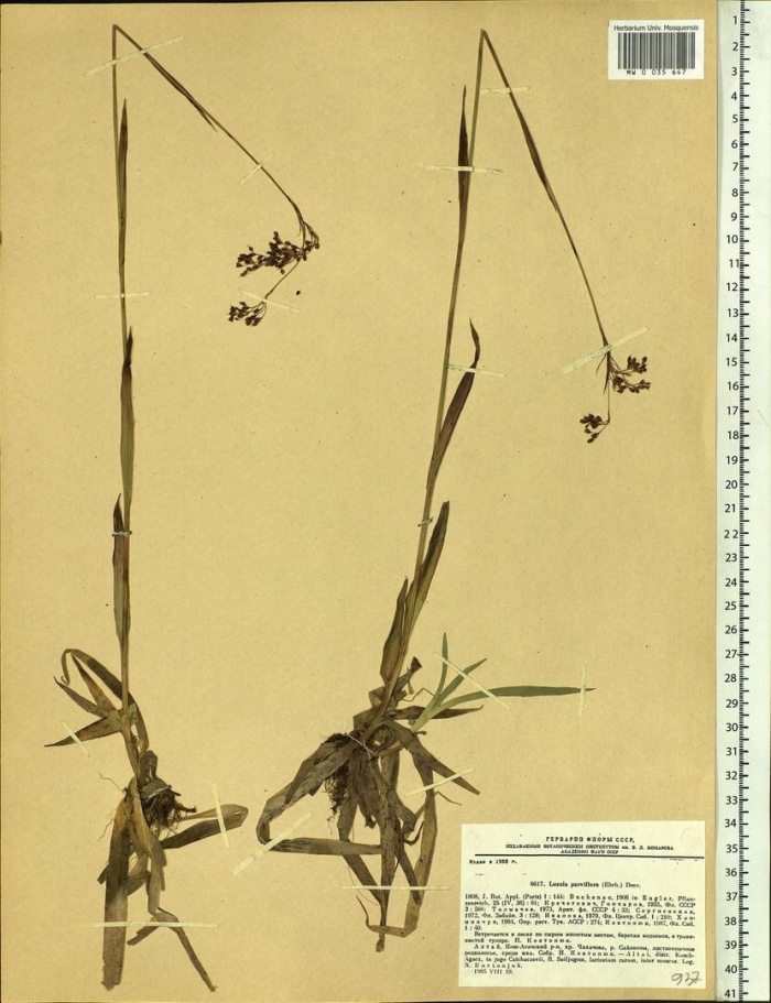 Зубровка душистая гербарий