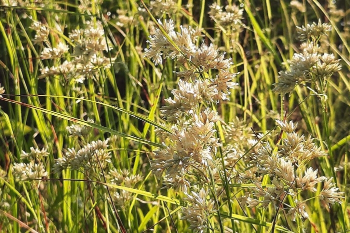 Ожика снежно-белая люциус