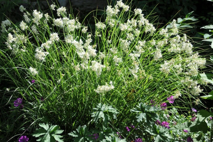 Ожика снежная  lucius