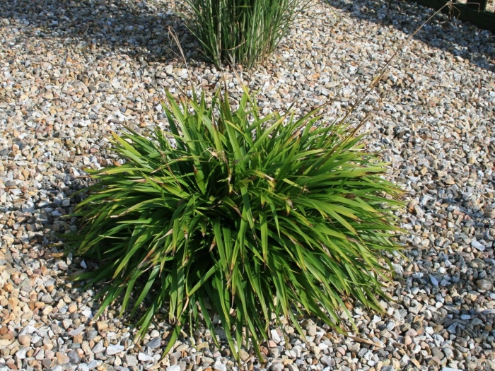 Ожика волосистая игель