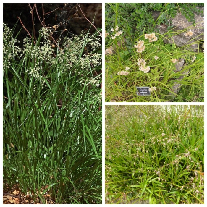 Ожика волосистая