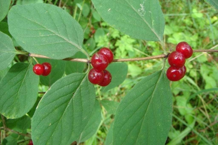 Волчья ягода жимолость лесная