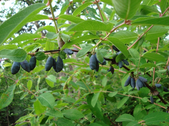 Жимолость палласа