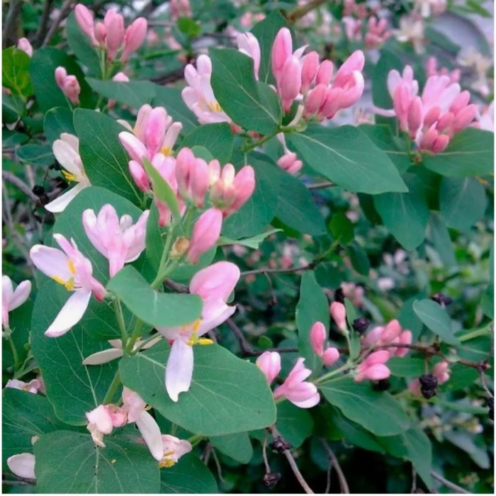 Lonicera tatarica жимолость татарская