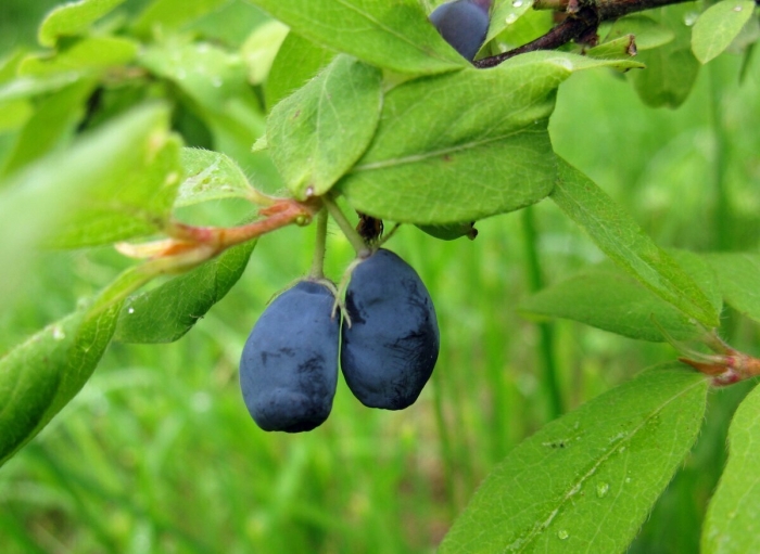 Жимолость ягода