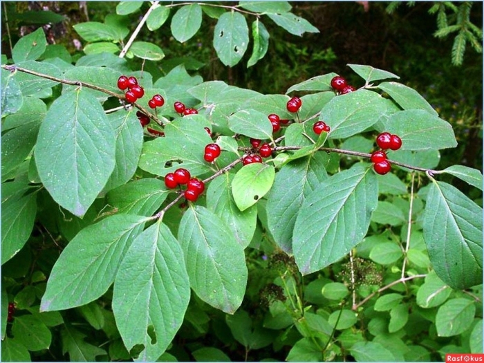 Лесная обыкновенная волчья ягода жимолость