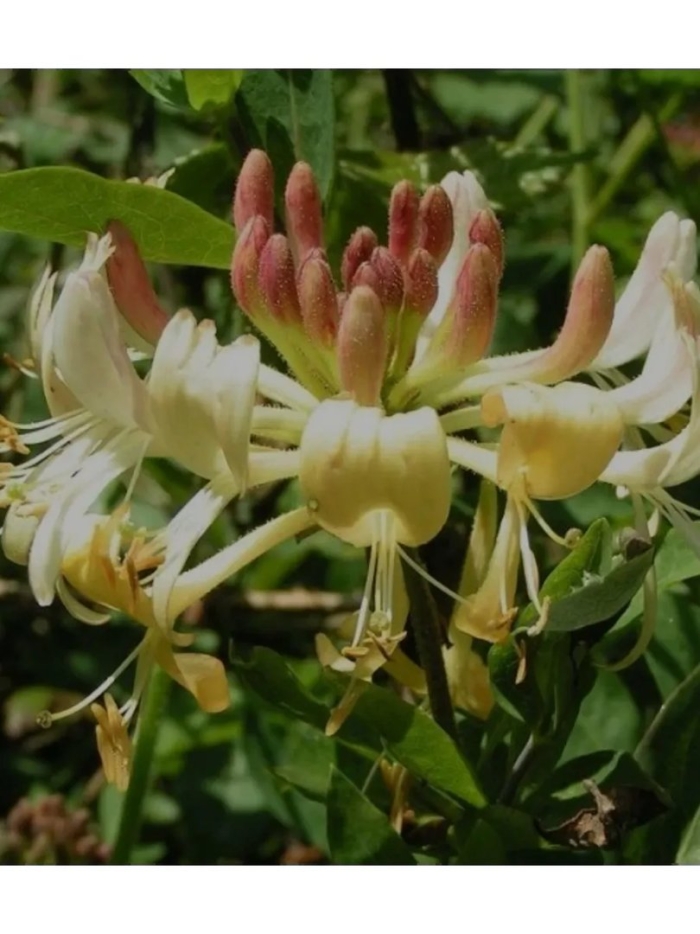 Жимолость каприфоль