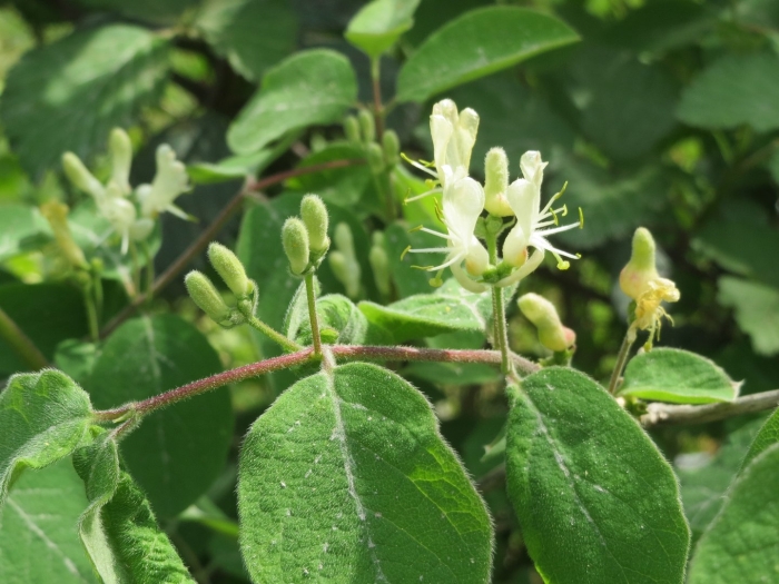 Жимолость каприфоль ягоды