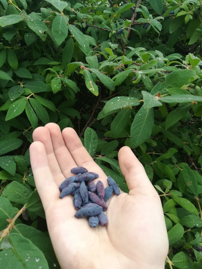 Жимолость съедобная кустарник