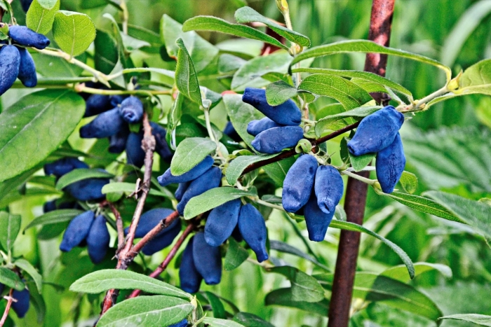 Жимолость съедобная павловская