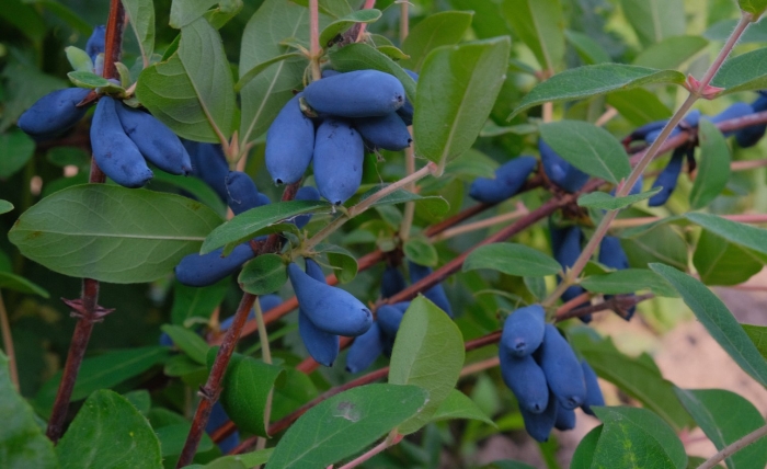 Жимолость бакчарская