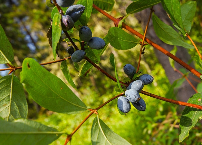 Жимолость волчья ягода