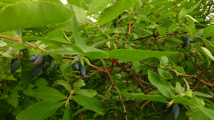 Жимолость обыкновенная (lonicera xylosteum)