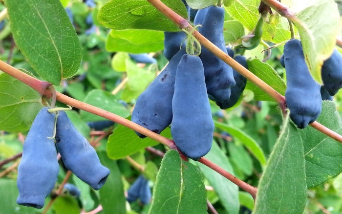 Жимолость сорт сибирячка